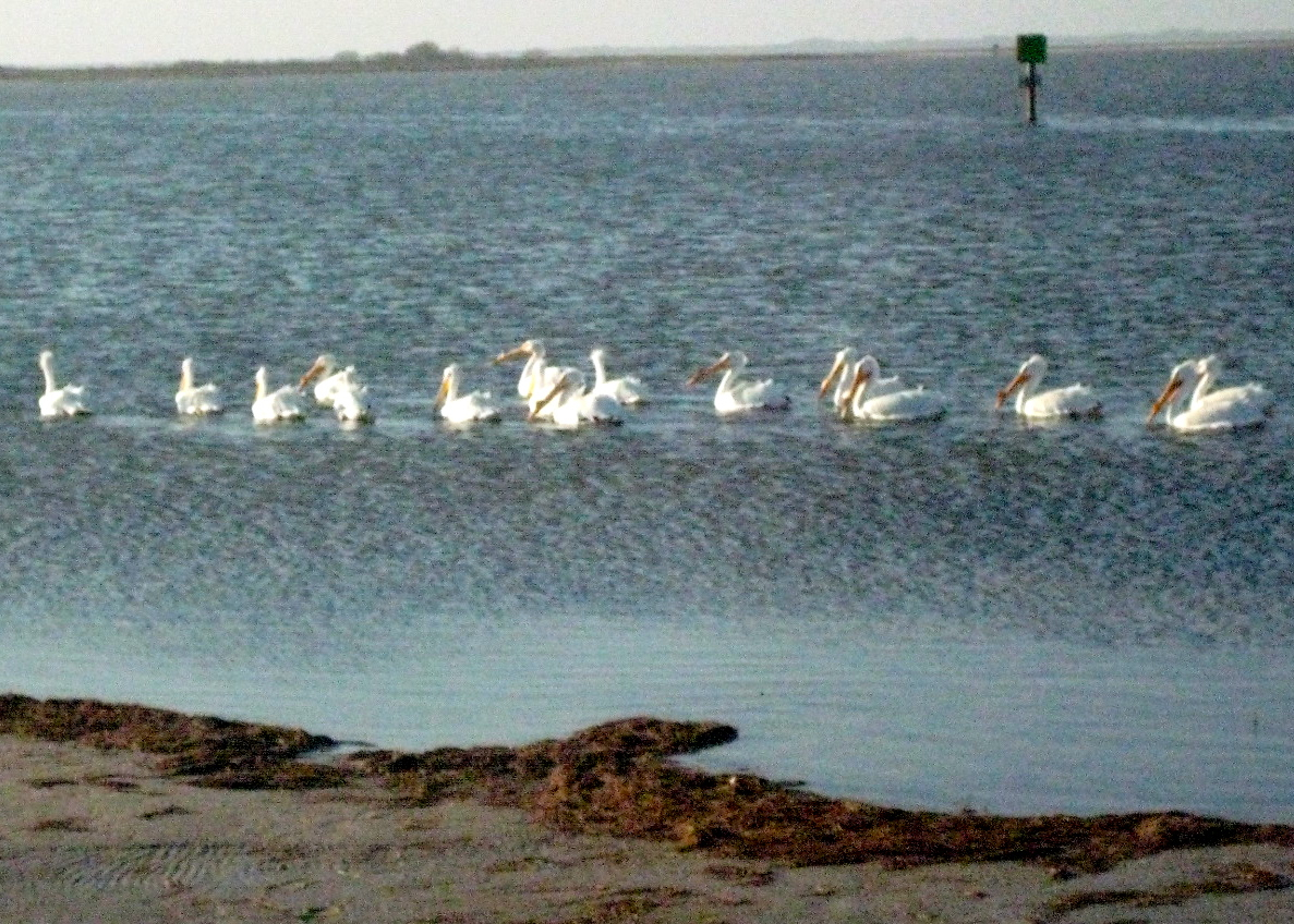 Birds!